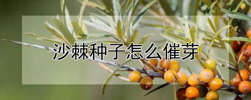 沙棘种子怎么催芽