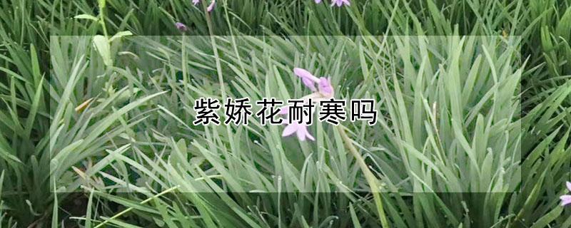 紫娇花耐寒吗