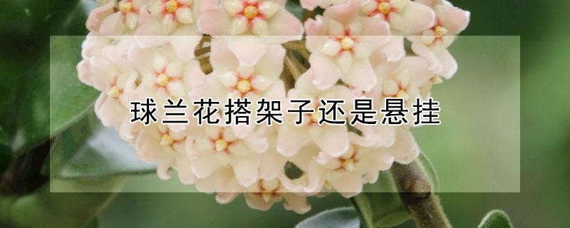 球兰花搭架子还是悬挂