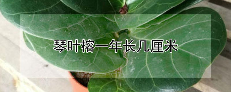 琴叶榕一年长几厘米