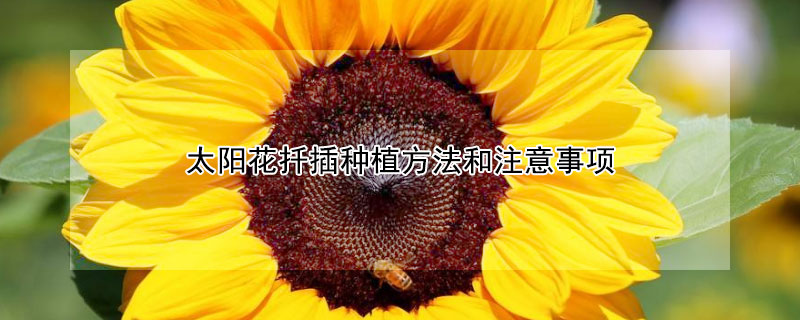 太阳花扦插种植方法和注意事项 太阳花苗可以扦插吗