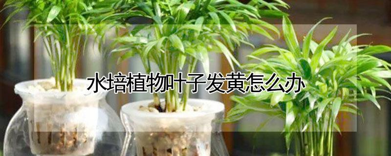 水培植物叶子发黄怎么办（水培植物黄叶怎么回事）