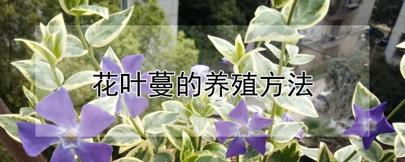 花叶蔓的养殖方法