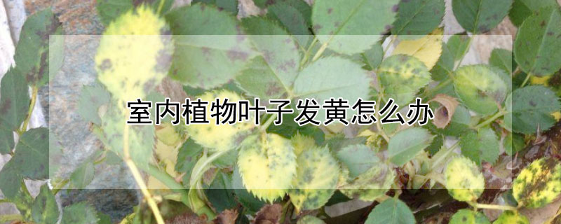 室内植物叶子发黄怎么办 家里植物叶子发黄怎么回事