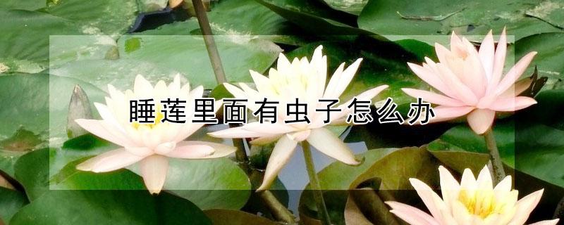 睡莲里面有虫子怎么办（睡莲盆里有虫怎样处理）