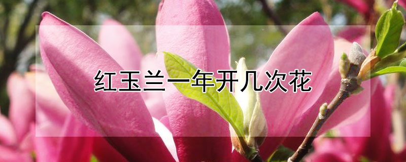 红玉兰一年开几次花