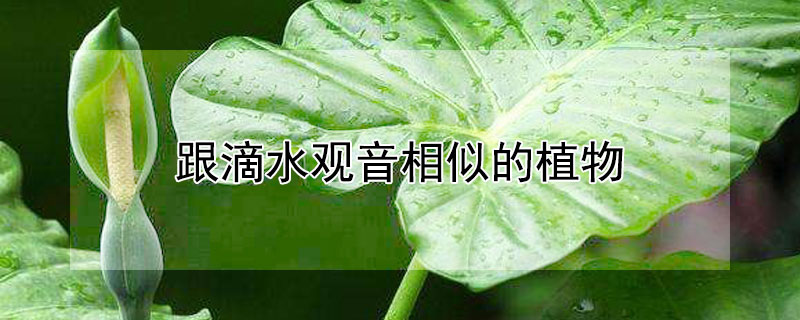 跟滴水观音相似的植物 和滴水观音相似的绿植