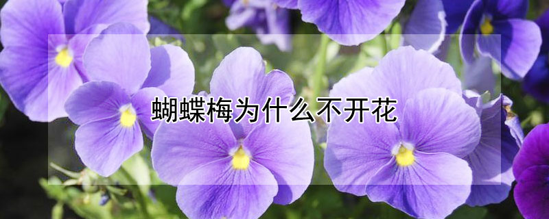 蝴蝶梅为什么不开花