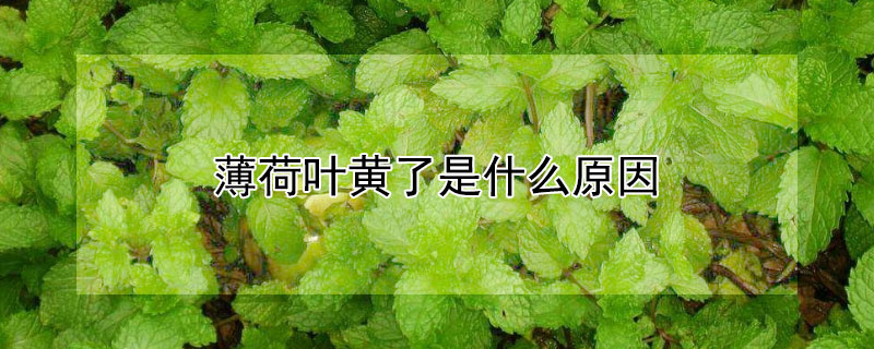 薄荷叶黄了是什么原因