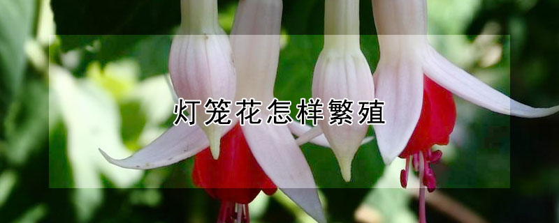 灯笼花怎样繁殖