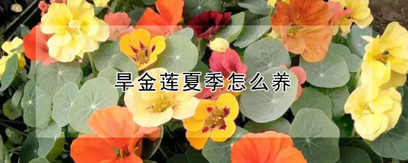 旱金莲夏季怎么养（旱金莲夏季能种植吗?）