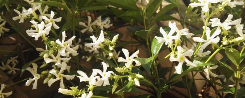 风车茉莉的秋季养护 风车茉莉春季养护