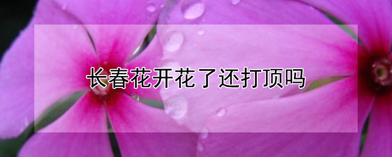 长春花开花了还打顶吗