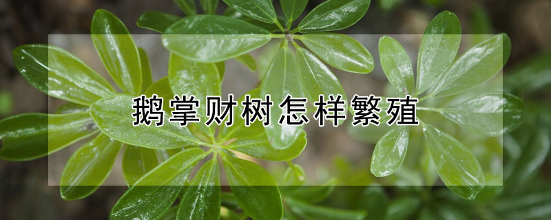 鹅掌财树怎样繁殖