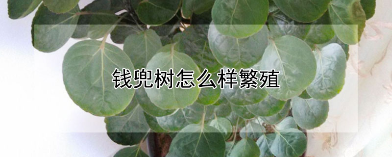 钱兜树怎么样繁殖