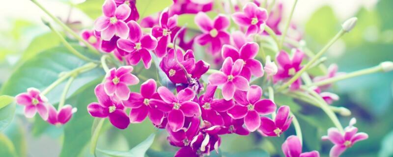 紫丁香种植方法 紫丁香种植方法和注意事项