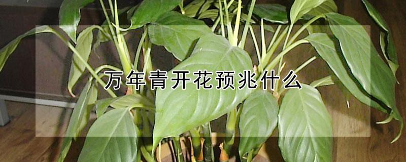 万年青开花预兆什么（广东万年青开花预兆什么）