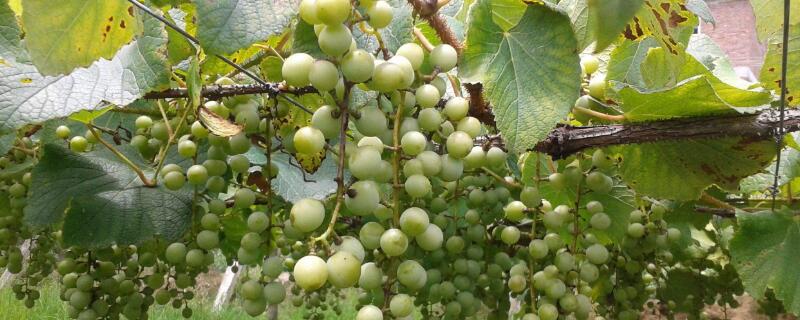 葡萄花芽分化用什么药 促进葡萄花芽分化用什么肥料