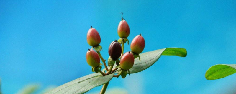 红果金丝桃怎么水培 金丝桃如何种植
