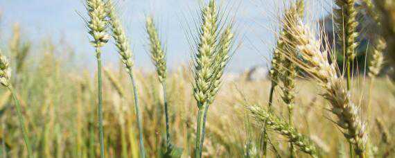 小麦宽幅播种行距（大麦播种间距及行距）
