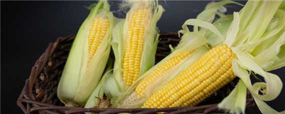夏播玉米的高产品种