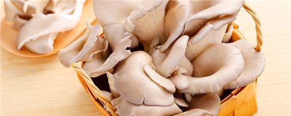 平菇的种植方法 平菇的种植方法视频