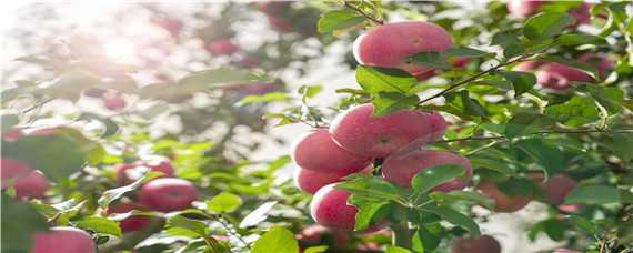 红富士苹果亩产 红富士苹果亩产量一般多少斤