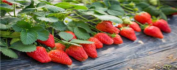 早熟草莓品种介绍 极早熟草莓品种