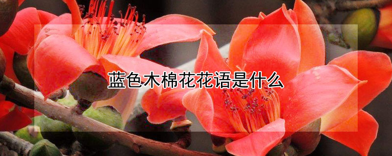 蓝色木棉花花语是什么