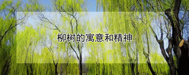 柳树的寓意和精神 柳树的象征意义和精神