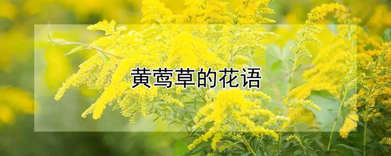 黄莺草的花语