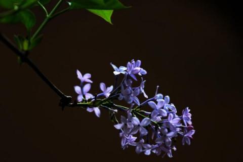 紫丁香种子怎么种