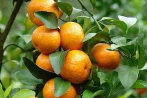 橘子子能种出来吗