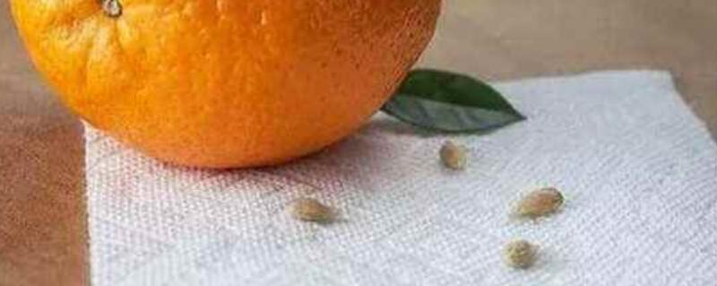 橘子子能种出来吗（橘子能种出橘子树吗）