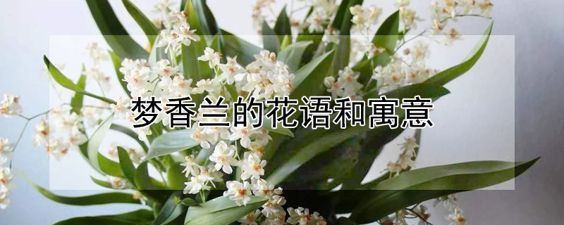 梦香兰的花语和寓意