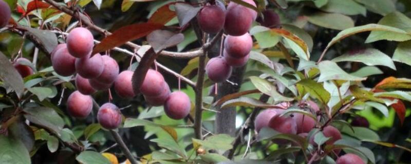 紫叶李的果子什么时候成熟 紫叶李子树的果实什么时候成熟