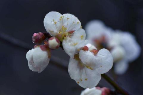 腊梅鲜切花怎么养护