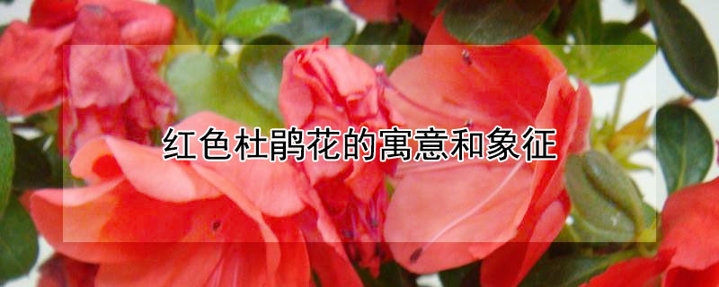 红色杜鹃花的寓意和象征 玫红色杜鹃花的寓意和象征