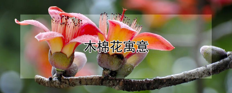 木棉花寓意