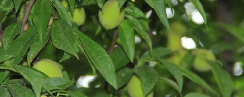 桃树蚧壳虫特效药 桃树上的蚧壳虫打什么农药
