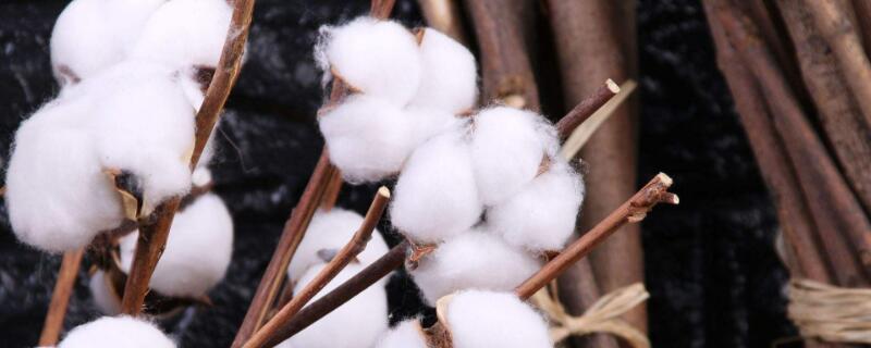 棉花种子怎么种 迷你世界野生棉花种子怎么种