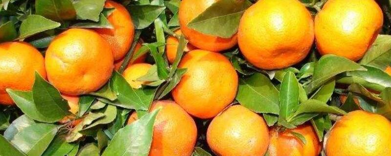 柑橘肥害补救措施（柑橘的全年水肥管理措施）
