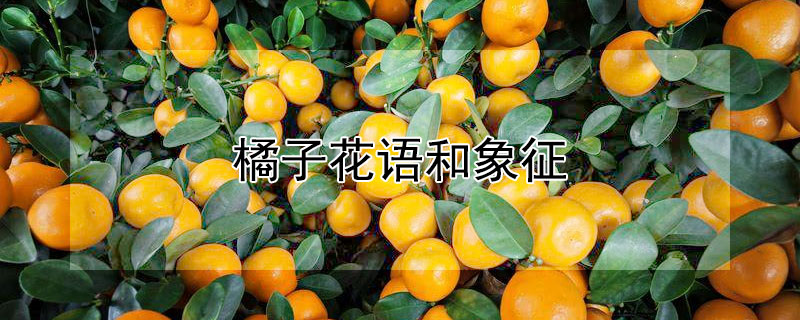 橘子花语和象征（橘子的花语是什么）
