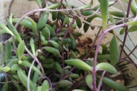 紫吊兰怎么养殖