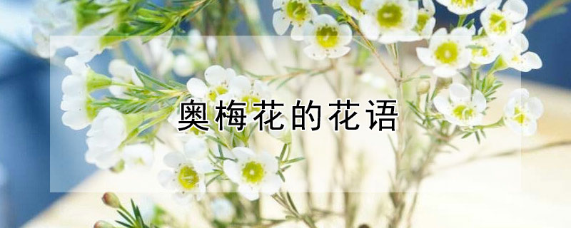 奥梅花的花语