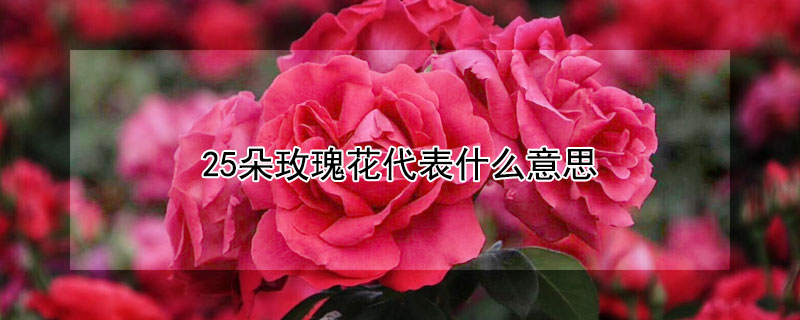 25朵玫瑰花代表什么意思