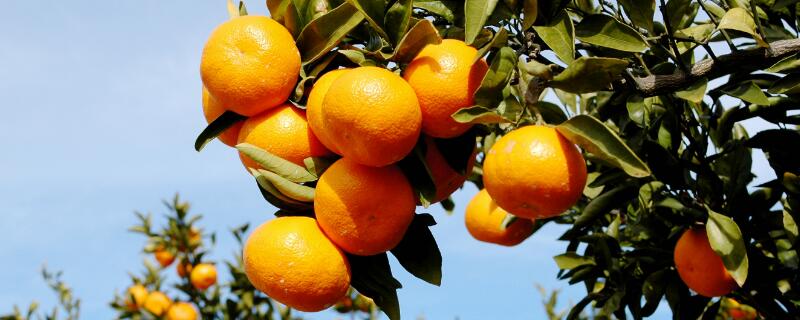 柑橘花期能用矿物油吗 柑橘花期可以用矿物油吗