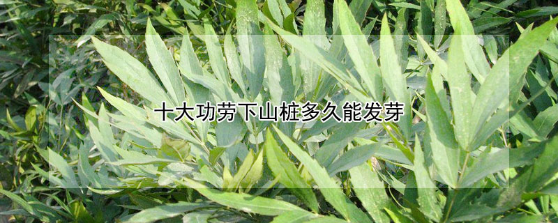 十大功劳下山桩多久能发芽（下山桩发芽后生长缓慢）