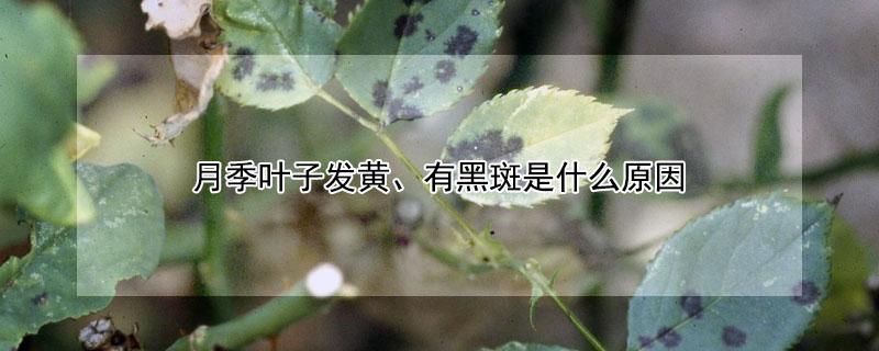 月季叶子发黄、有黑斑是什么原因（月季黄叶黑斑的原因）