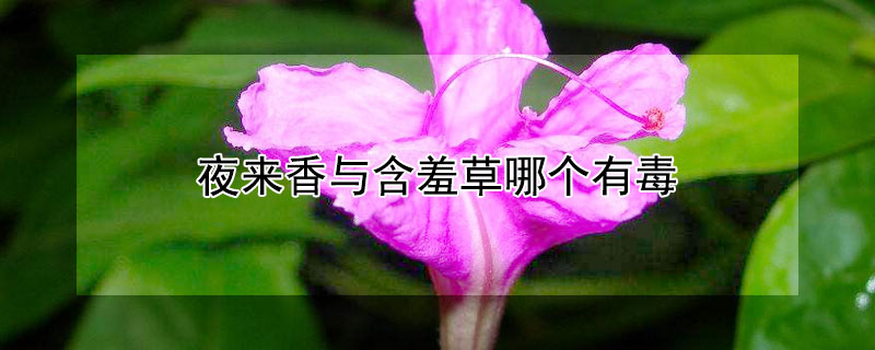 夜来香与含羞草哪个有毒